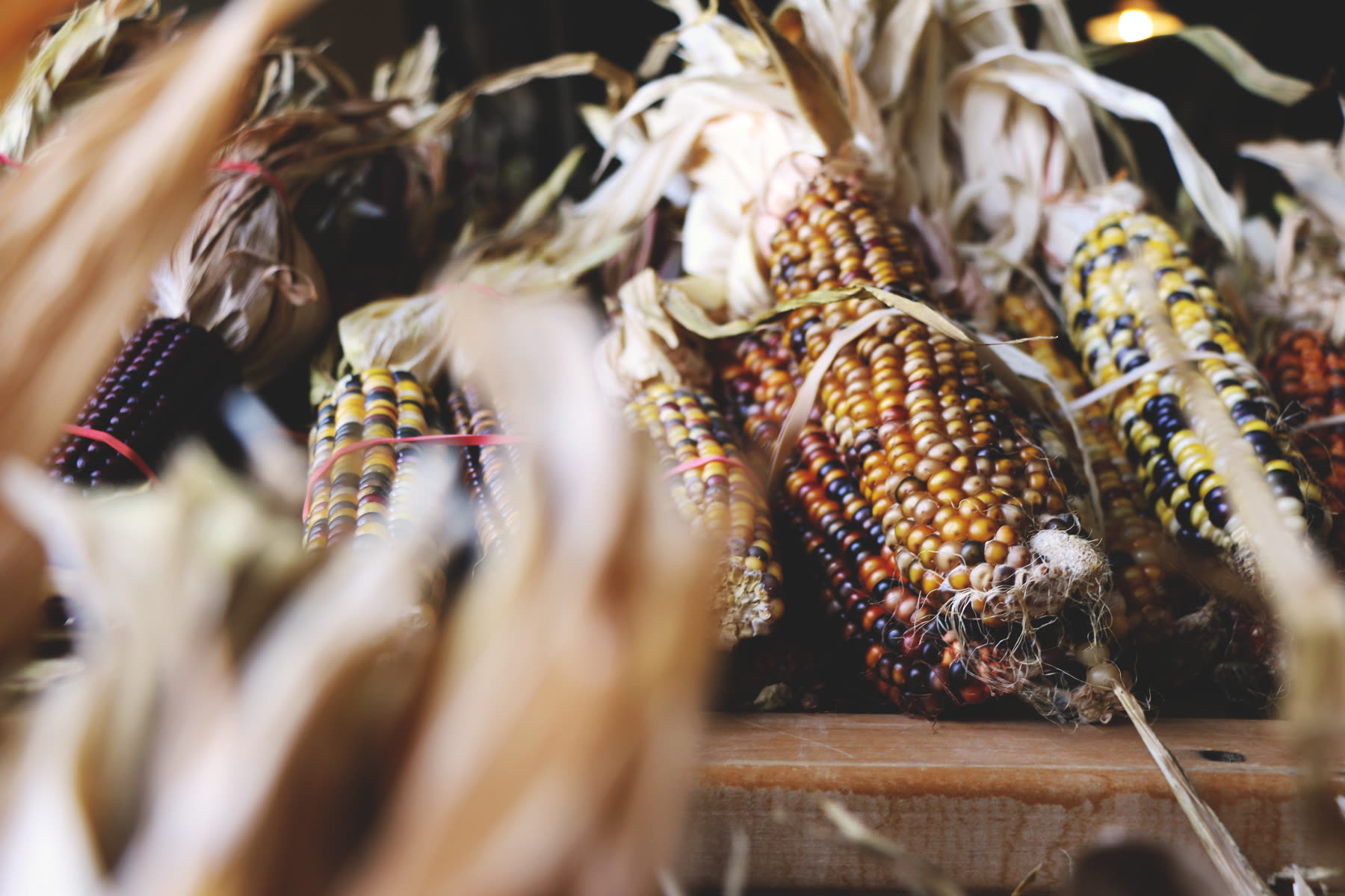 Ears of Indian corn