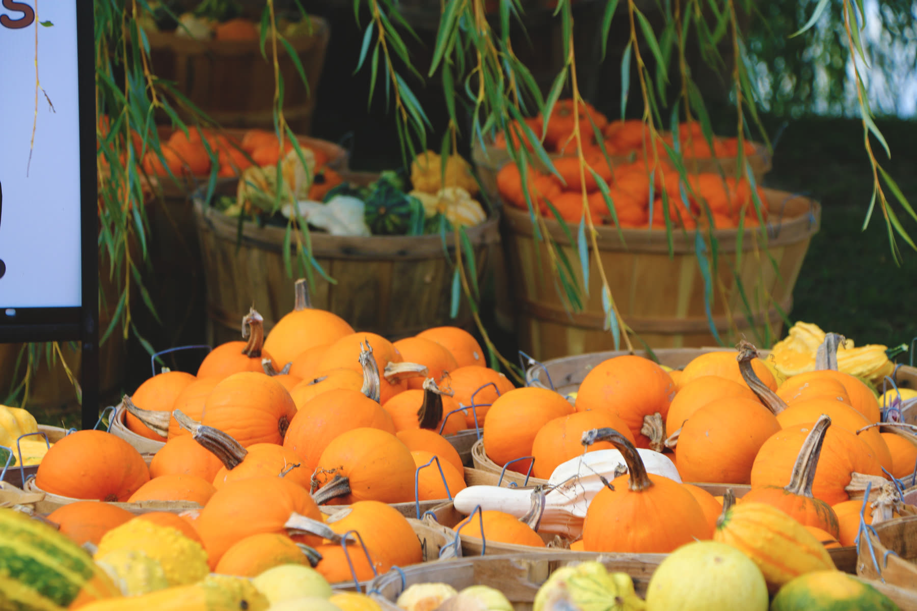 Baskets of pumpkins and squash