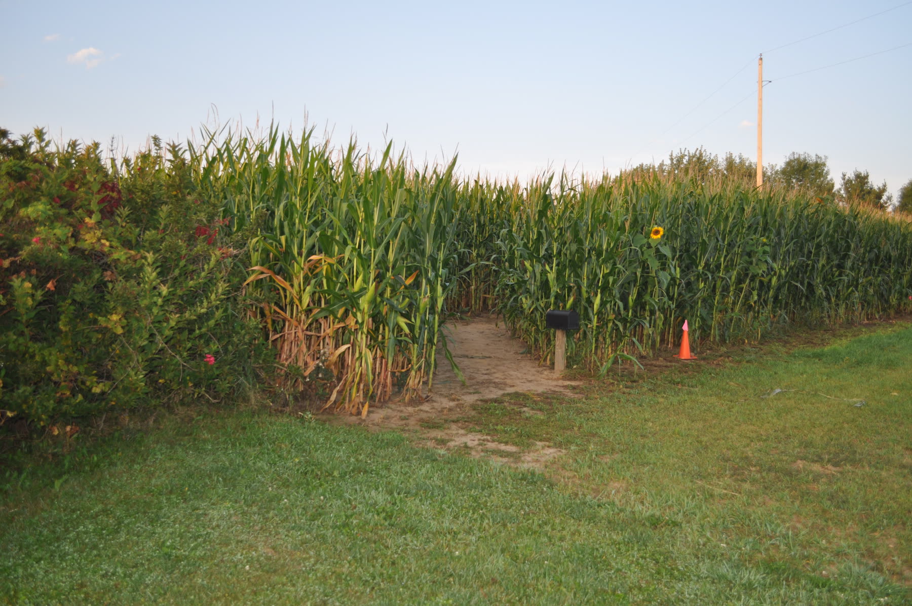 The entrance path into the tall corn maze