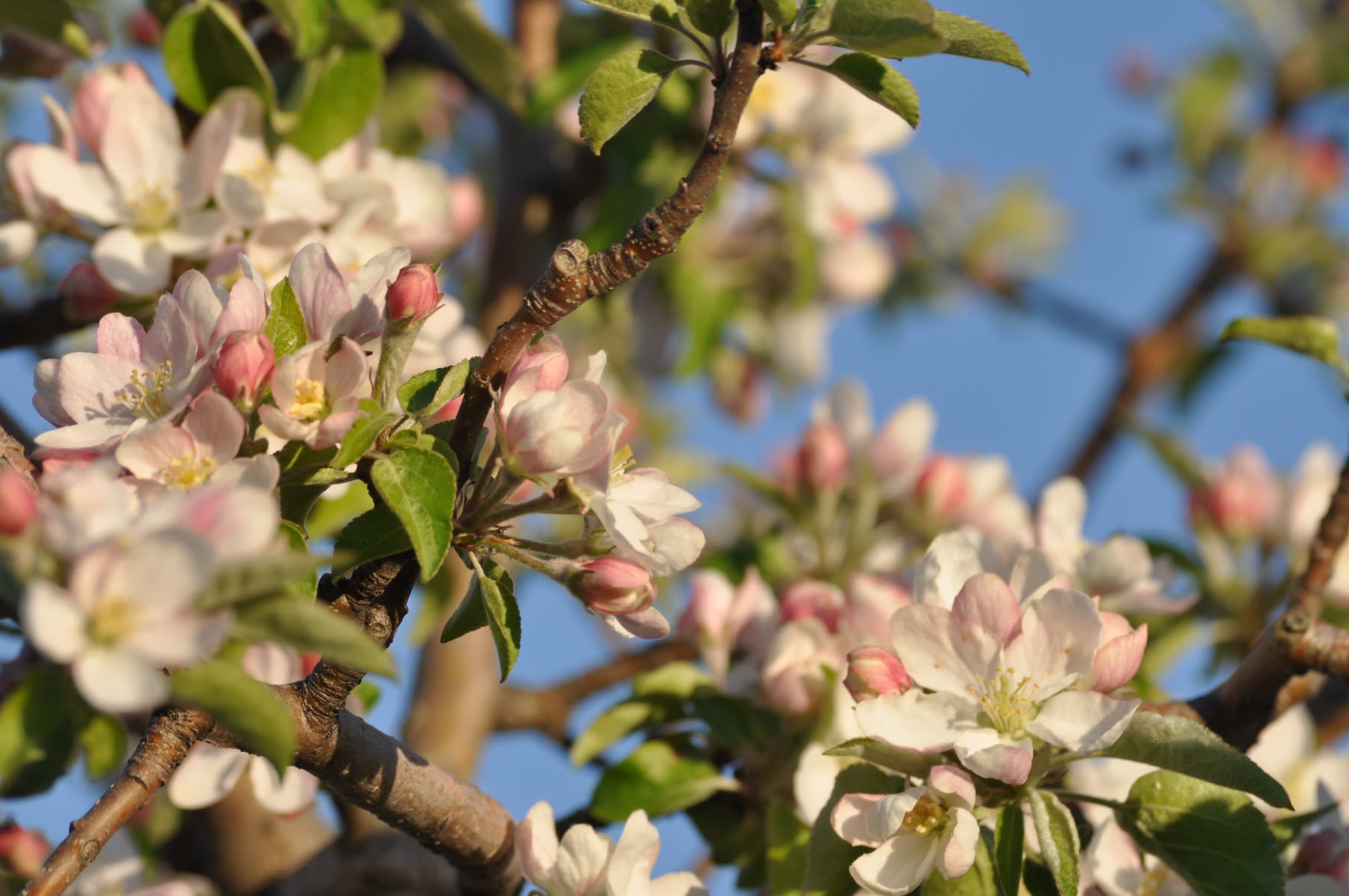 Apple blossoms in spring