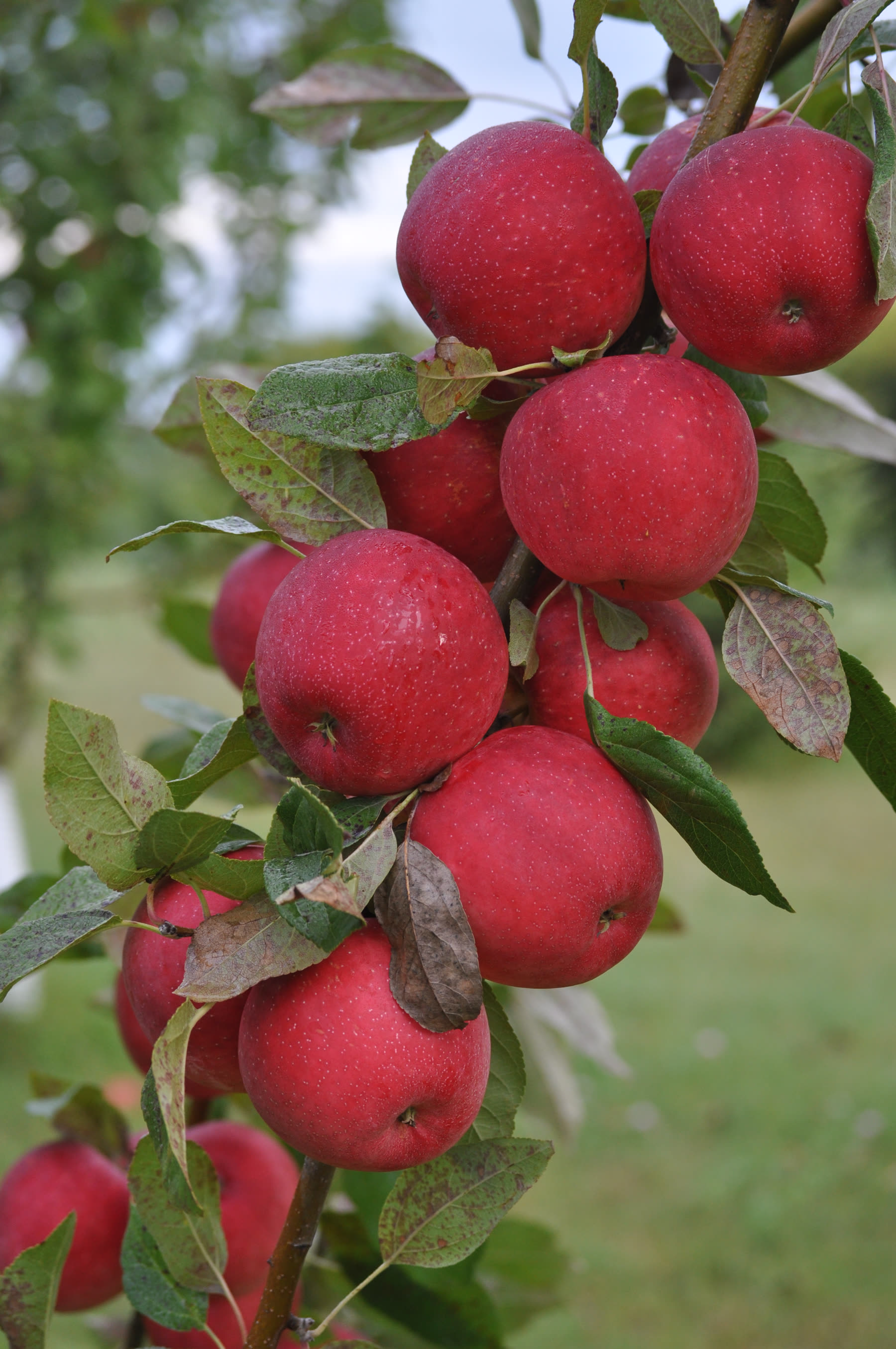 Red apples ripening on the branch