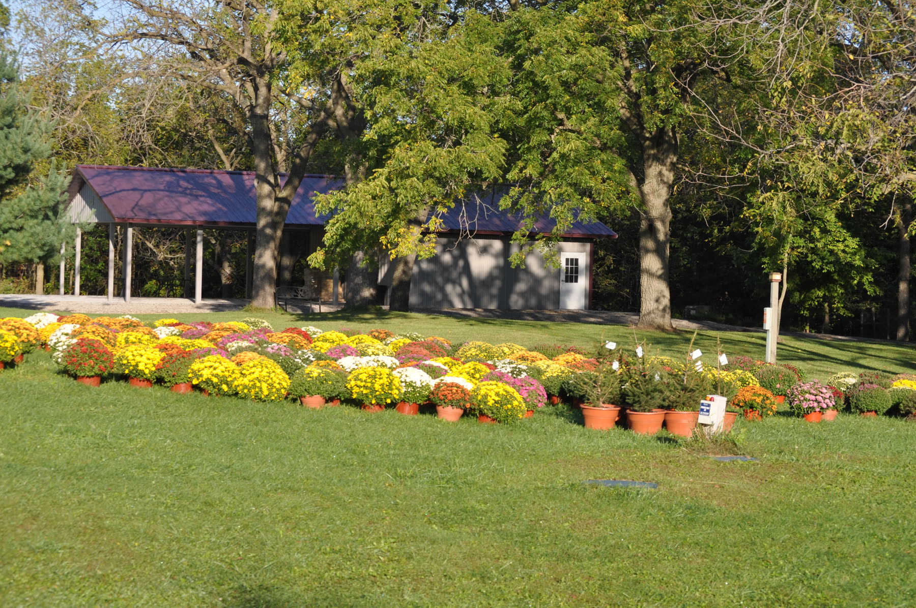 The Backwoods Barn behind a row of mums