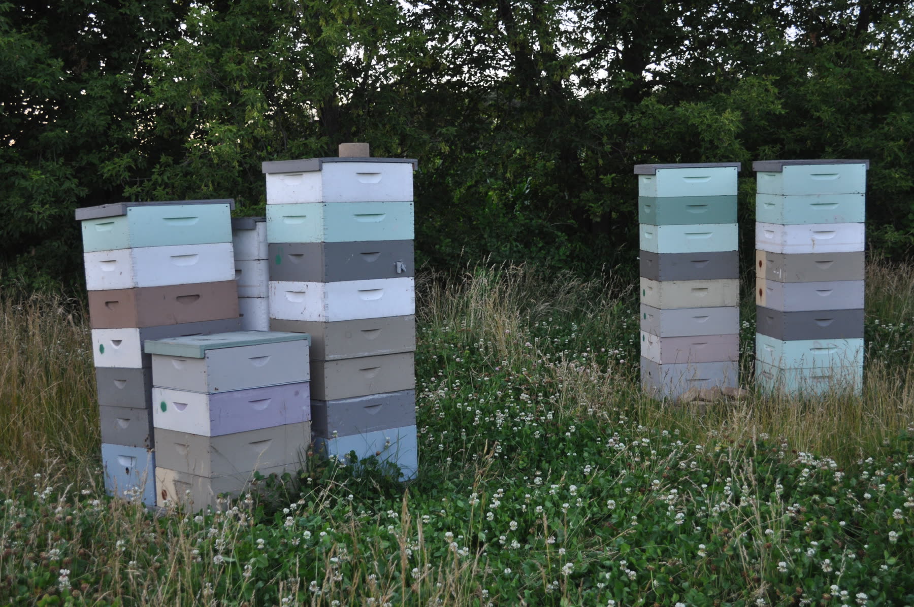 Bee hives at the edge of the orchard