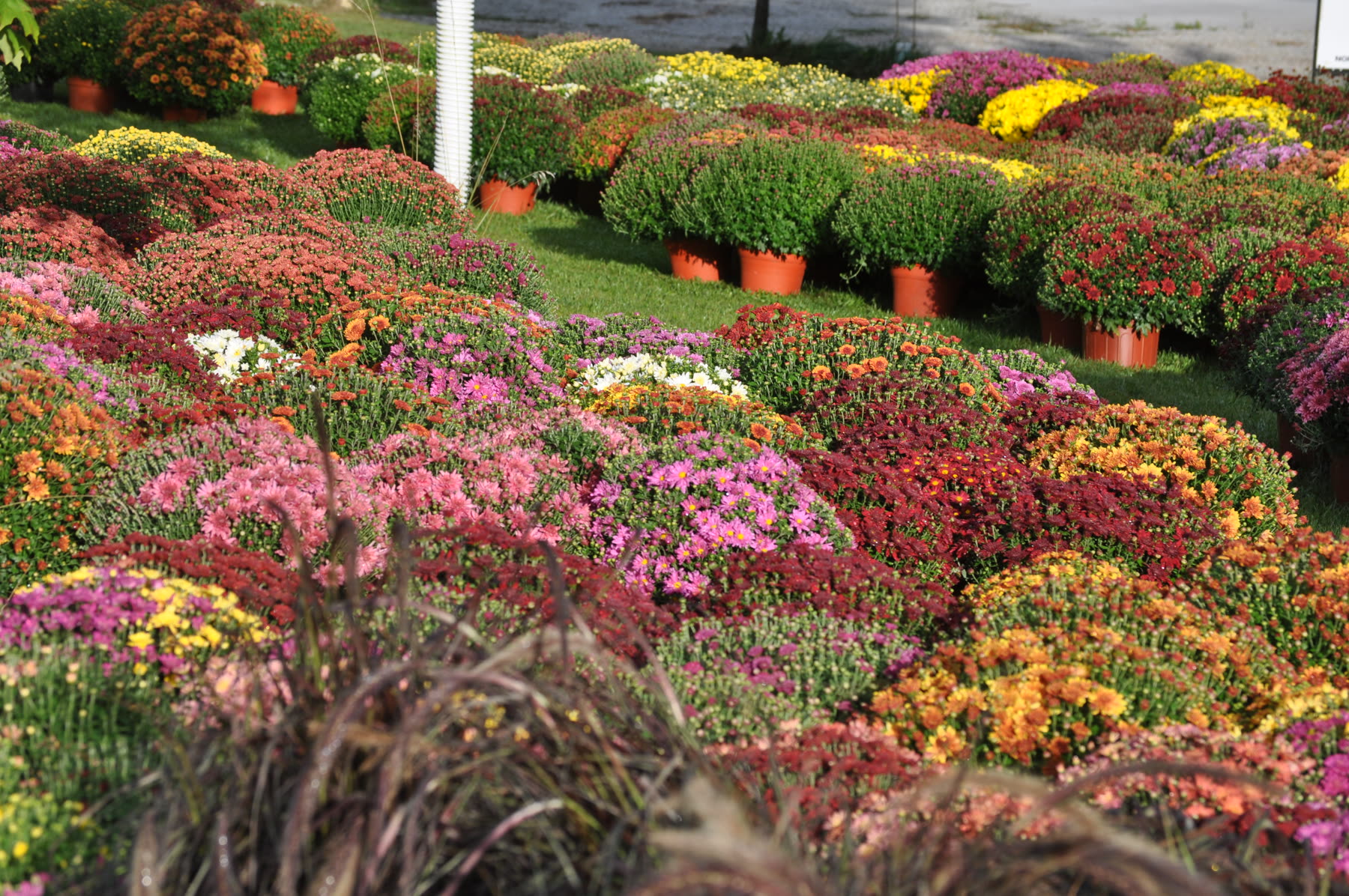 Rows of mums in red, pink, yellow and orange