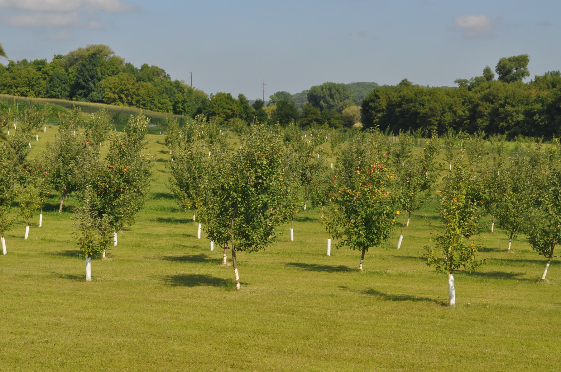 Young apple trees in rows across the orchard