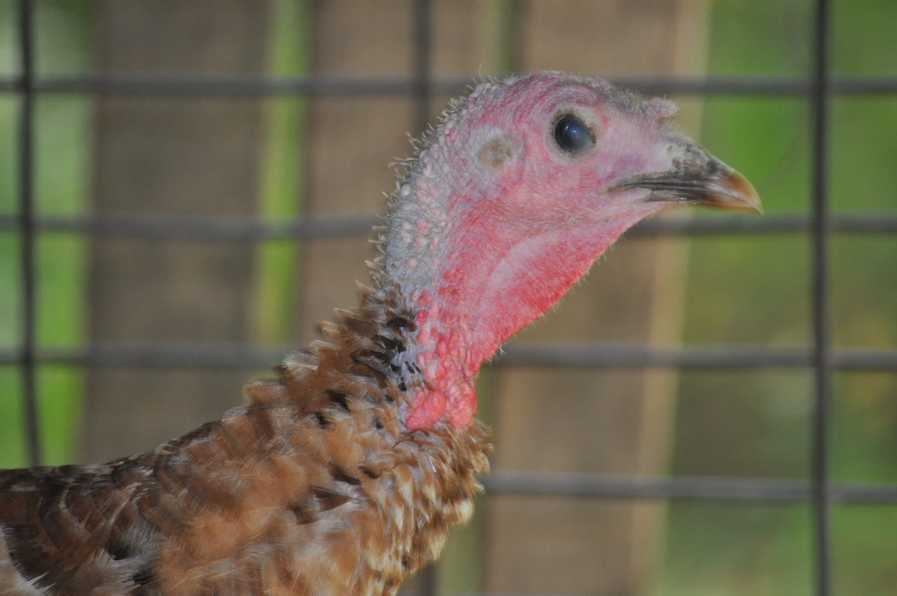 A turkey in the animal area